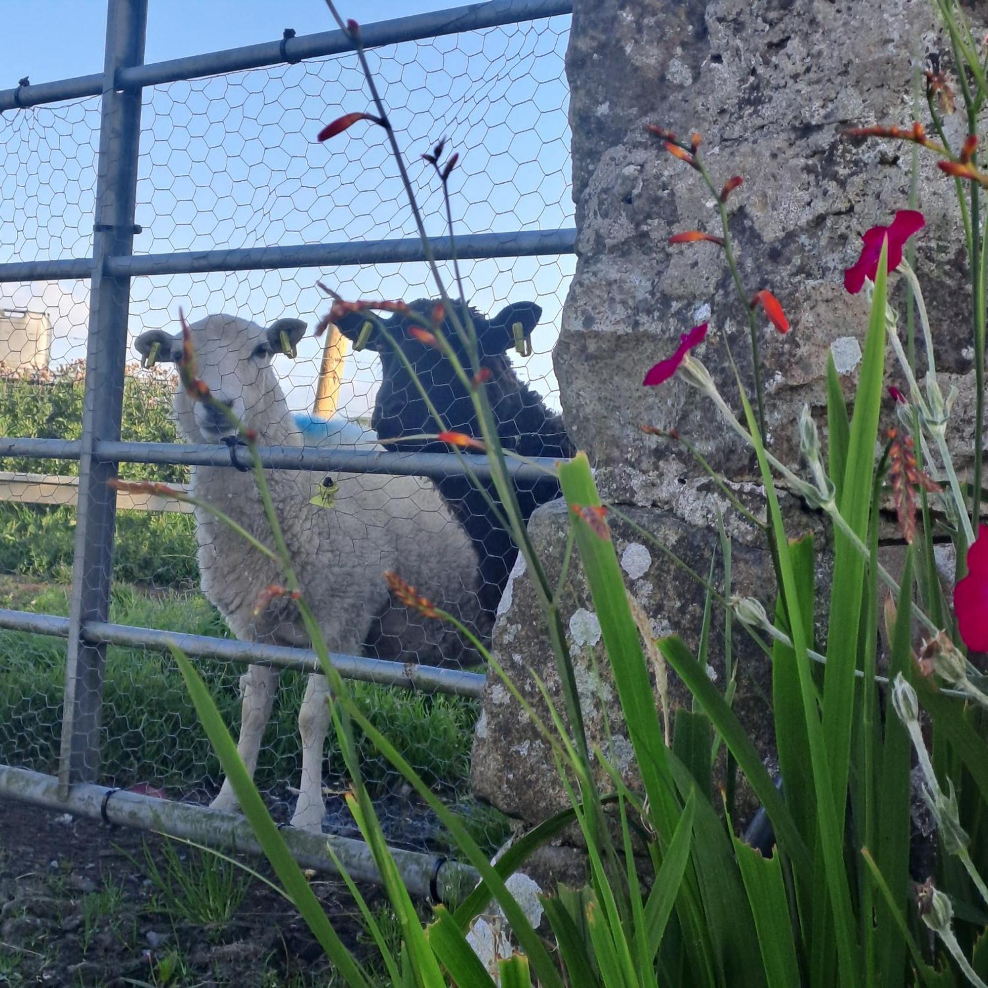 Red Gate Cottage Buncrana Bagian luar foto